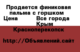 Продается финиковая пальма с горшком › Цена ­ 600 - Все города  »    . Крым,Красноперекопск